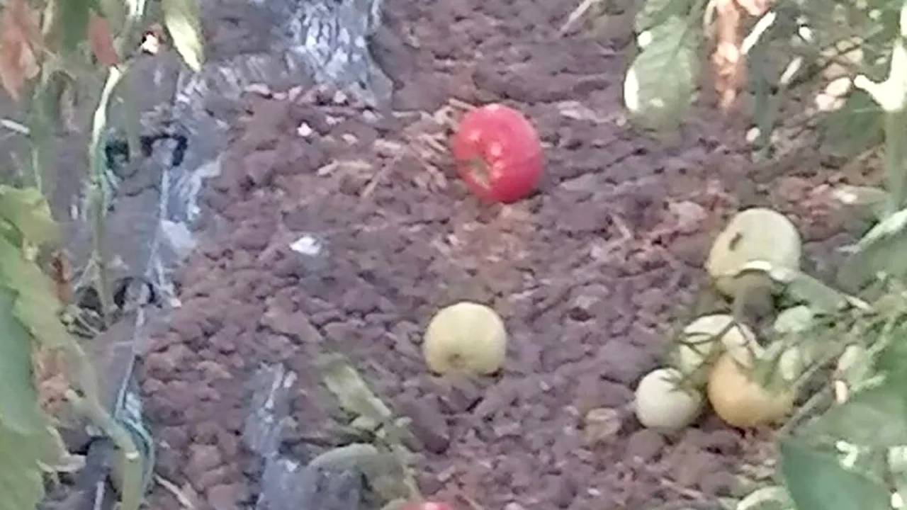 Fermierii români sunt DISPERAȚI: „Roşia noastră a ajuns de râs. Nu avem cum să le dăm. Importurile vin masiv”