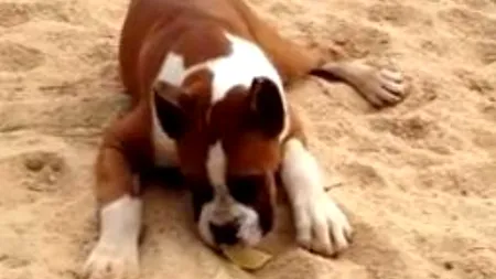 VIDEO. Reacțiile amuzante ale unui boxer care gustă o lămâie