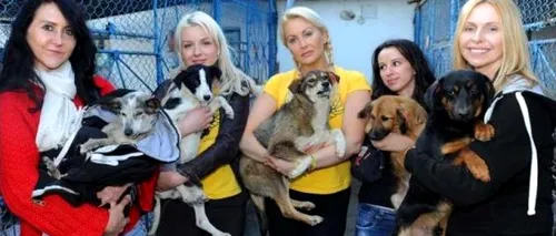 Cum au pogorât în România trei îngeri din Marea Britanie ca să salveze maidanezi: Această țară n-are deloc respect pentru animale