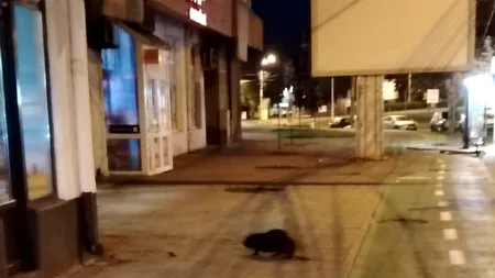 Animalul care a apărut într-un oraș din România. Se plimba liniștit în miez de noapte și nu a fost deranjat de trafic, deși trăiește într-un alt loc