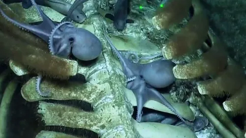 Imagini neobișnuite. Caracatițe înfometate devorează o balenă moartă | VIDEO