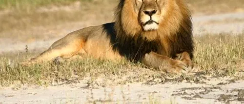 Cazul Cecil: de ce a generat moartea unui leu atât de multă emoție