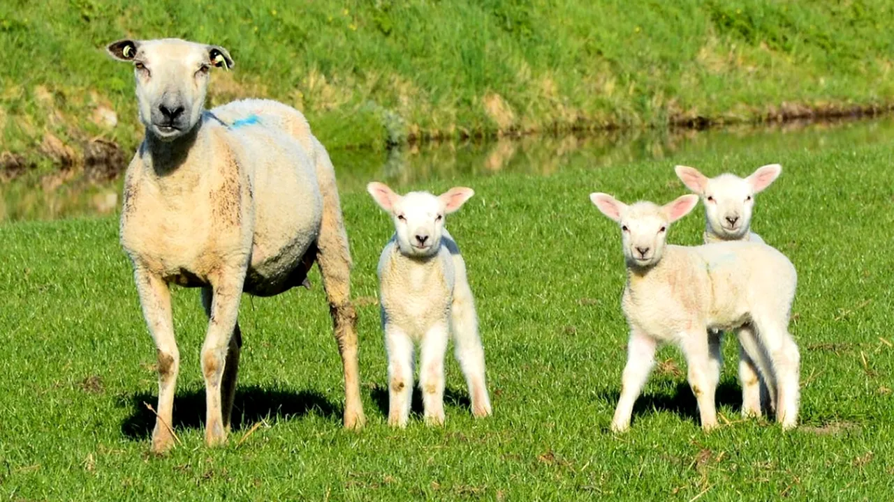 De ce se mănâncă miel de Paște?