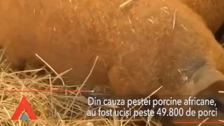 50.000 de porci SACRIFICAȚI și 524 de focare de PESTĂ PORCINĂ. Ce spun autoritățile