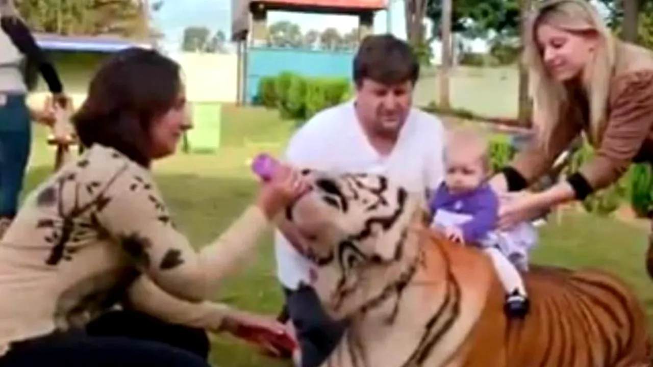 Brazilian family lives with seven tigers. 