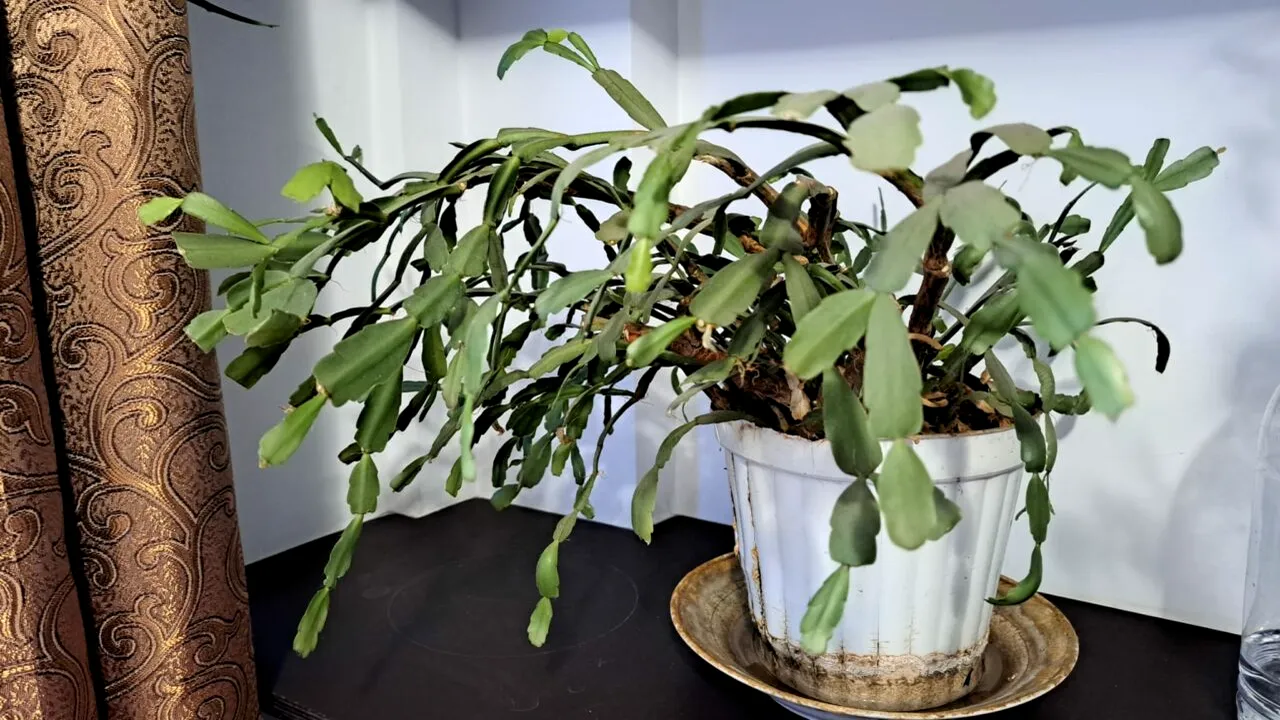 Un ingredient BANAL din bucătărie poate salva și dezvolta florile ofilite. Care este produsul ce nu trebuie aruncat, chiar dacă nu îl mai folosești