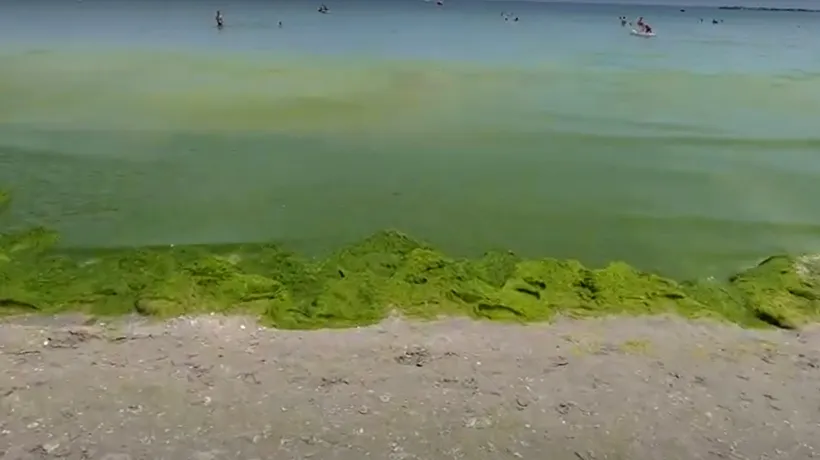 Invazie de alge pe litoral. Cum arată acum plaja din Costinești