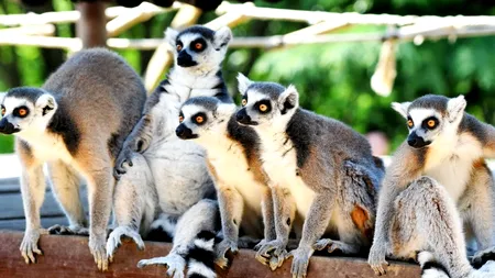 Un tânăr a furat un lemur  de la Grădina Zoologică din Călăraşi. Cum l-au găsit polițiștii