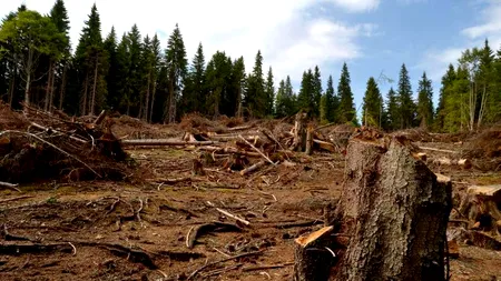Un silvicultor și-a găsit sfârșitul în pădure, într-un mod cumplit, în locul numit „Cioaca Neagră”