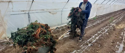 FOTO | Culturile de roșii au înghețat din cauza valului de frig. Fermierii solicită ajutorul Ministerului Agriculturii