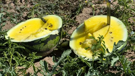 Pepenii cu miez galben din Sahara Olteniei sunt fructele-vedetă ale verii