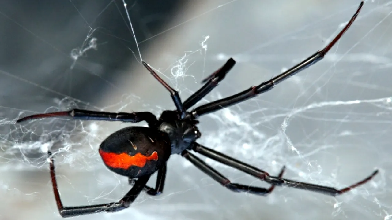 15 lucruri fascinante despre păianjeni pe care probabil nu le știai. Cum arată 