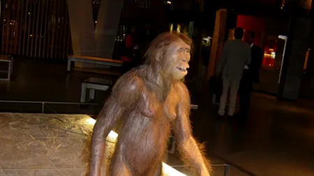 Primul strămoș biped al omului continua să trăiască în copaci