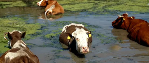 Boala limbii albastre la bovine și ovine, confirmată și în două localități din Prahova