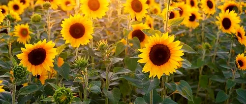 SCUMPIRI: Ce folos că România este cel mai mare producător de floarea-soarelui din UE? Uleiul s-a scumpit cu 10% la raft
