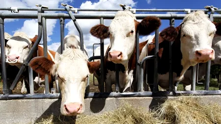 Scandalul laptelui contaminat. Ce sunt aflatoxinele și cum ajung ele în produsele alimentare