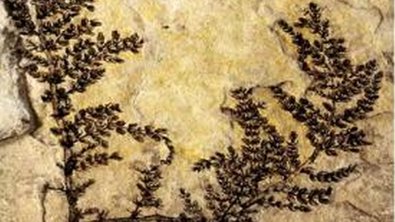 Cercetătorii au descoperit cea mai veche floare din lume