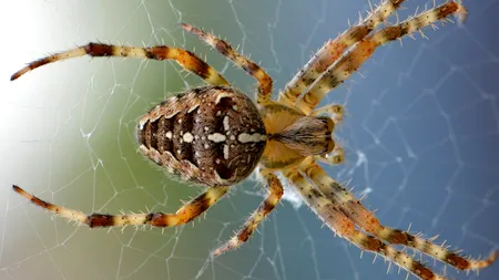 Pânzele de păianjen acoperă Australia în urma inundațiilor masive