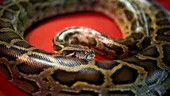 Copil de 5 ani din Australia, atacat de un piton și târât într-o piscină: „Era lung cât o mașină”