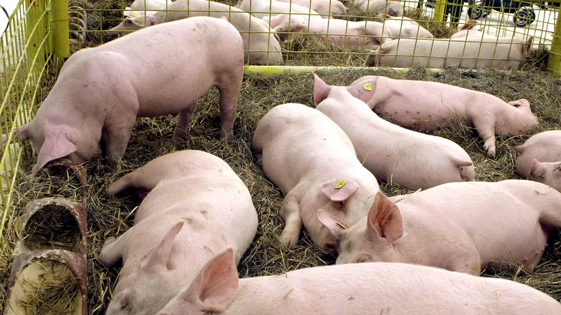 FOCAR de pestă porcină în România. Autoritățile sunt în alertă