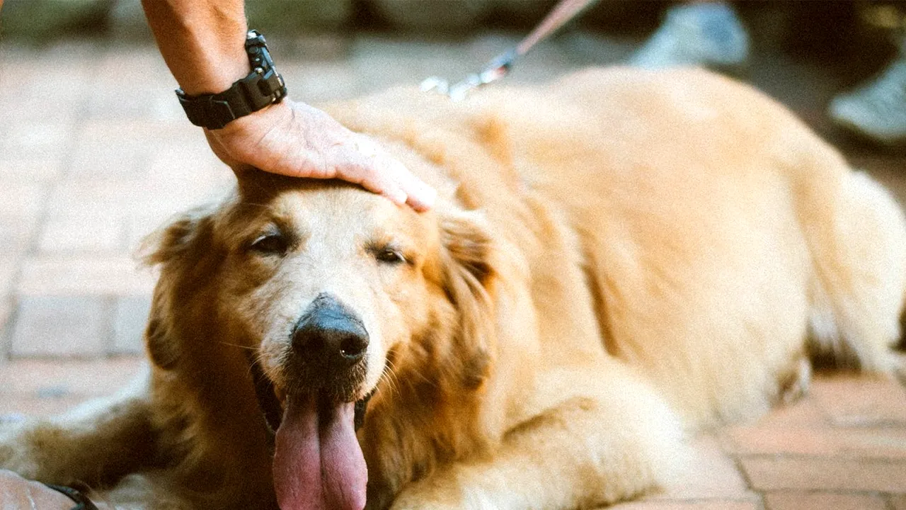 Ce vârstă reală are câinele tău în ani omenești, de fapt. Formula care îți calculează exact cât de bătrân este