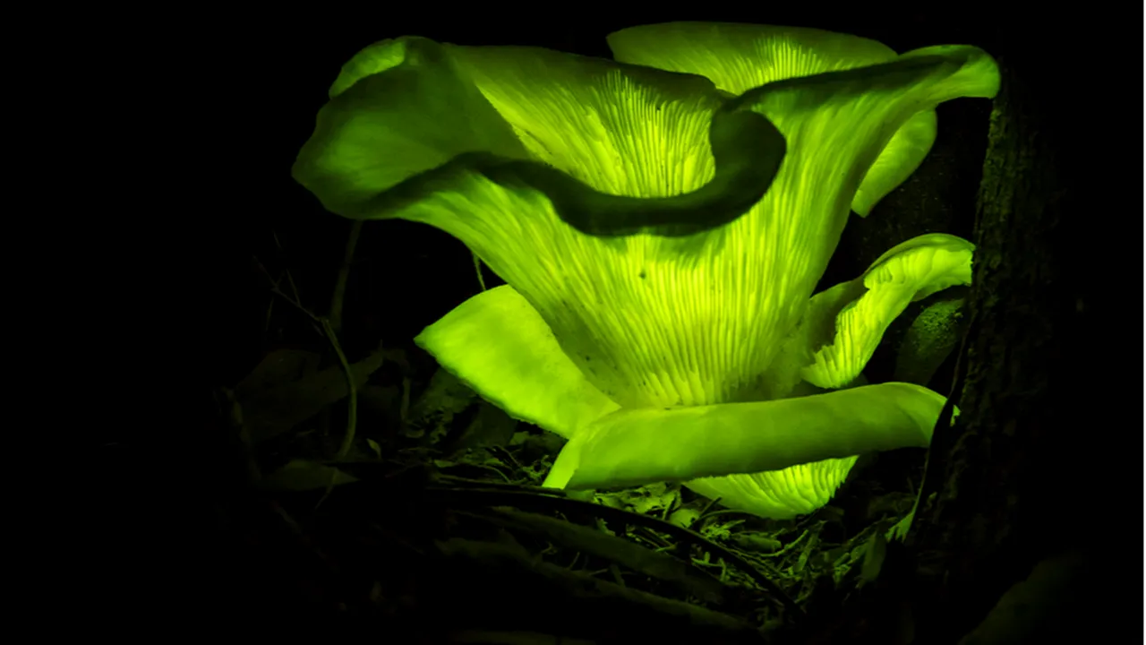 VIDEO. Acesta este ultimul moft al bogaților, în aceste zile. La ce folosește