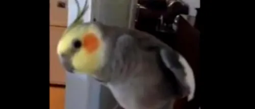 Papagalul care cântă dubstep, vedetă pe YouTube. VIDEO