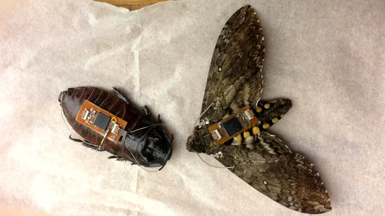 Gândacii pot salva vieți în cazul unui cutremur! Un român a participat la un proiect din SUA, unde insectele au fost instruite să depisteze victime