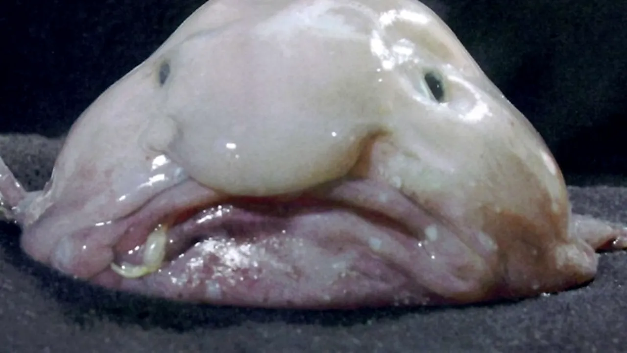 Un pește gelatinos amenințat cu dispariția, desemnat cel mai urât animal din lume