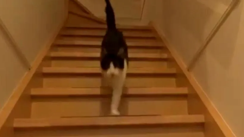 Reacția amuzantă a unei pisici care își revede stăpânul. Clipul a adunat peste 1,5 milioane de vizualizări. VIDEO
