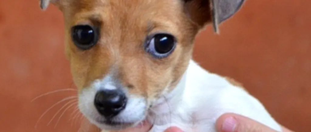 Noroc de câine. Un Jack Russell abandonat a fost adoptat de familia regală britanică