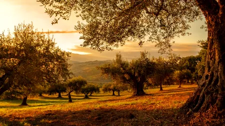 Schemă de ajutor pentru împăduriri în România, aprobată de Comisia Europeană