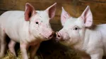 Legea porcului revine în Parlament. Ce se schimbă pentru gospodarii care cresc porci