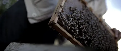Cel puțin 18 persoane, internate în spital după ce au fost înțepate de albine în Ungaria 