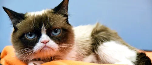 Despăgubire uriașă pentru Grumpy Cat. Imaginea celei mai faimoase pisici din lume, folosită ilegal