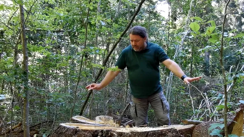 Mihai Goțiu, la DNA! Anchetă într-un dosar privind tăierile ilegale de păduri