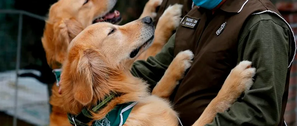 Chile dorește ca câinii Covid-19  să ajute la redeschiderea spațiilor publice