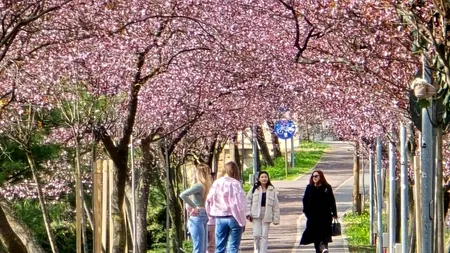 Imagini de poveste! Cireșii japonezi din Timișoara au înflorit mai devreme