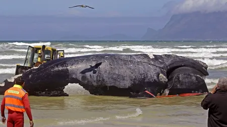 Când au ajuns pe această plajă din Chile, cercetătorii au rostit un singur cuvânt: DEZASTRU!