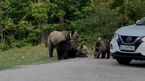 Imagini cu turiști care hrănesc urși. La ce riscuri sunt supuși atât oamenii, cât și animalele (VIDEO)
