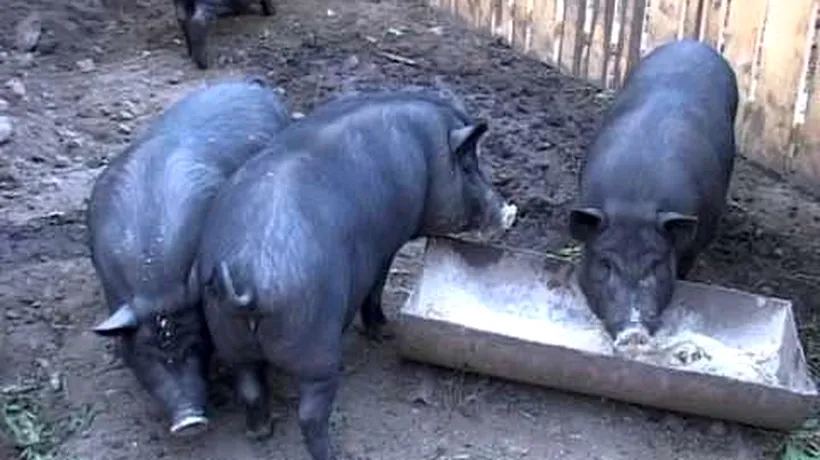 Pesta porcina lovește și în porcii vietnamezi. Peste o sută de animale au fost sacrificate în Galați