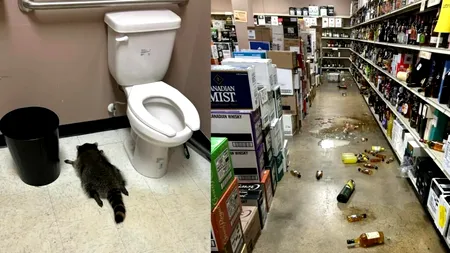 Un raton rupt de beat a vandalizat un magazin cu băuturi alcoolice şi apoi a adormit în baie