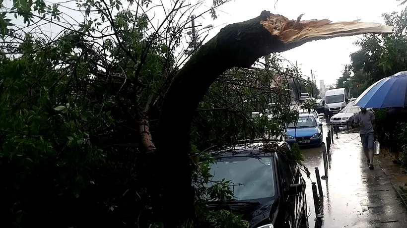 Zeci de copaci au fost doborâți de vijelia din Capitală pe carosabil și pe șase mașini 