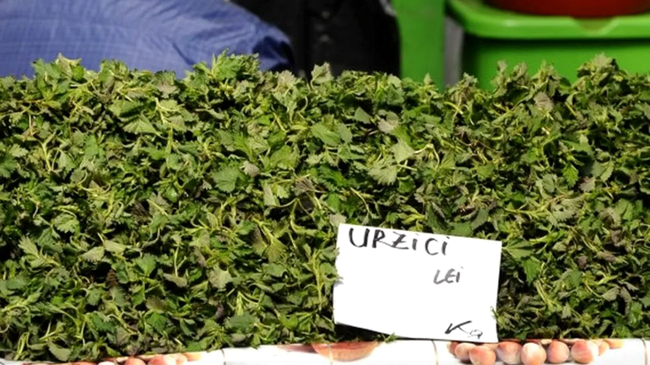 Să vezi și să nu crezi! Câți lei costă, acum, un kilogram de urzici, în România