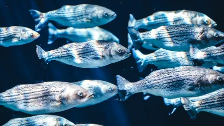 Peștii spioni. Ce metodă ingenioasă a găsit Pentagonul pentru a detecta dronele subacvatice