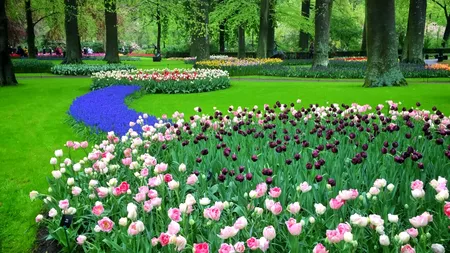 AMENDĂ de 5000 de lei pentru cei care rup această floare. Ce fac localnicii din Gorj