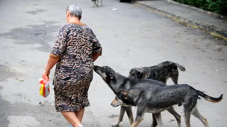 600 de persoane, majoritatea mușcate de câini, au ajuns la 