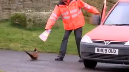 Un fazan a băgat frica în serviciul poștal britanic