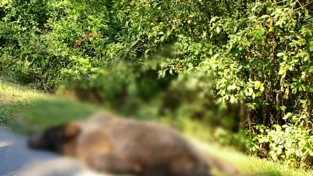 Partidă de vânătoare de mistreți cu final neașteptat, în județul Dâmbovița. Vânătorul a fost ATACAT de un urs, pe care l-a și împușcat