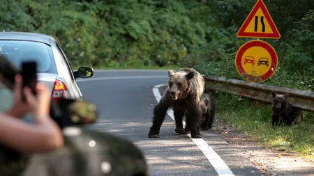 Administrația Fondului de Mediu face o investiție de 24 mil. lei într-o soluție ca oamenii să nu se mai întâlnească cu urșii. Ce vor cumpăra